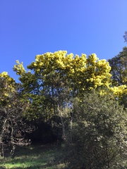 Acacia dealbata