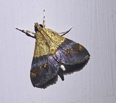 Tetracona