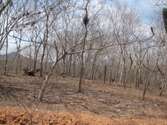 Pseudobombax palmeri