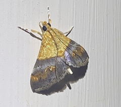 Tetracona