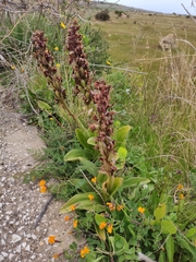Himantoglossum robertianum