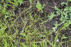 Cyperus teneristolon