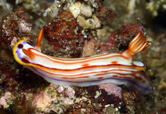 Hypselodoris kaname