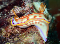Hypselodoris kaname