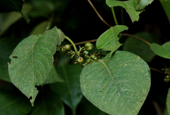 Sabicea longipetiolata