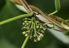 Sabicea longipetiolata