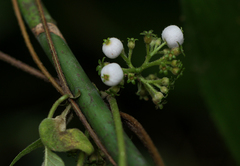 Sabicea longipetiolata