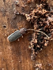 Uleiota dubia
