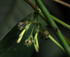 Sabicea longipetiolata