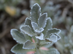 Arctotis stoechadifolia