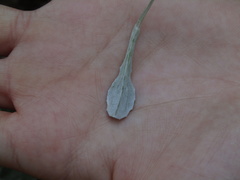 Arctotis stoechadifolia