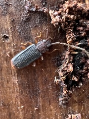 Uleiota dubia