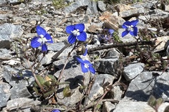 Veronica glauca