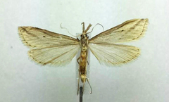 Donacaula longirostrallus