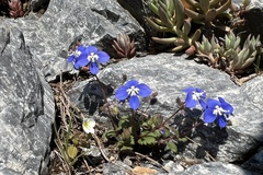 Veronica glauca