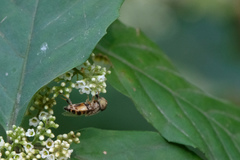 Eristalinus