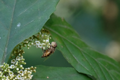 Eristalinus