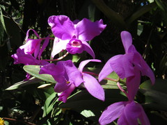 Guarianthe