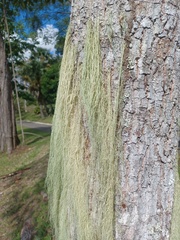 Ramalina usnea