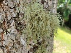 Ramalina peruviana