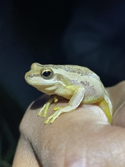 Litoria jervisiensis