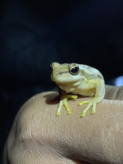 Litoria jervisiensis