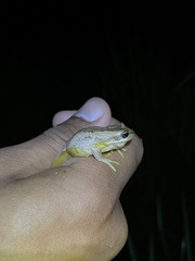 Litoria jervisiensis