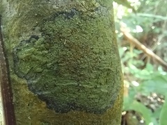 Porinaceae