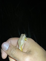 Litoria jervisiensis