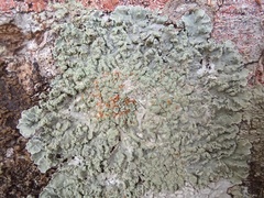 Physcia atrostriata