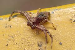 Strigoplus guizhouensis