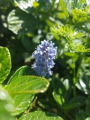 Ceanothus thyrsiflorus griseus