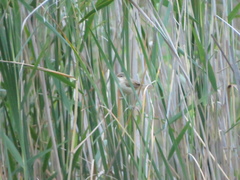 Acrocephalus agricola