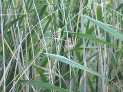 Acrocephalus agricola