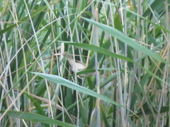 Acrocephalus agricola