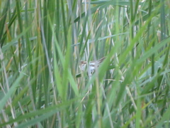 Acrocephalus agricola