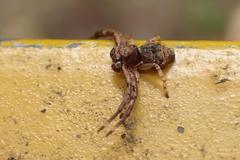 Strigoplus guizhouensis