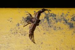 Strigoplus guizhouensis