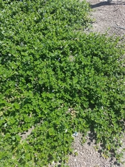 Ceanothus thyrsiflorus griseus