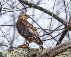 Buteo lineatus lineatus