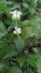 Lamium flexuosum