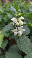 Lamium flexuosum