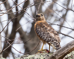 Buteo lineatus lineatus