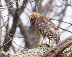 Buteo lineatus lineatus