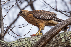 Buteo lineatus lineatus