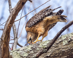 Buteo lineatus lineatus