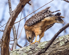 Buteo lineatus lineatus