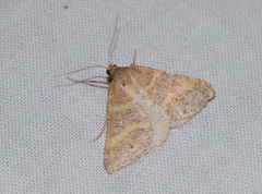 Perigune narbonea