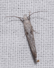 Zelleria oleastrella