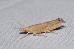 Ypsolopha alpella